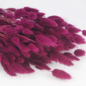 Lagurus fucsia